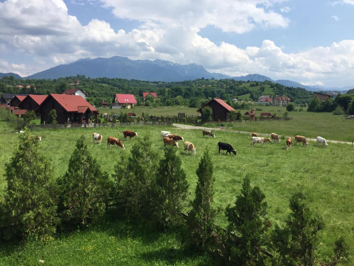 Bran White Clouds House And Chalet ภายนอก รูปภาพ